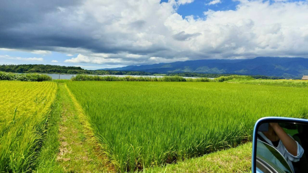 田んぼと青い空が広がる田舎の風景